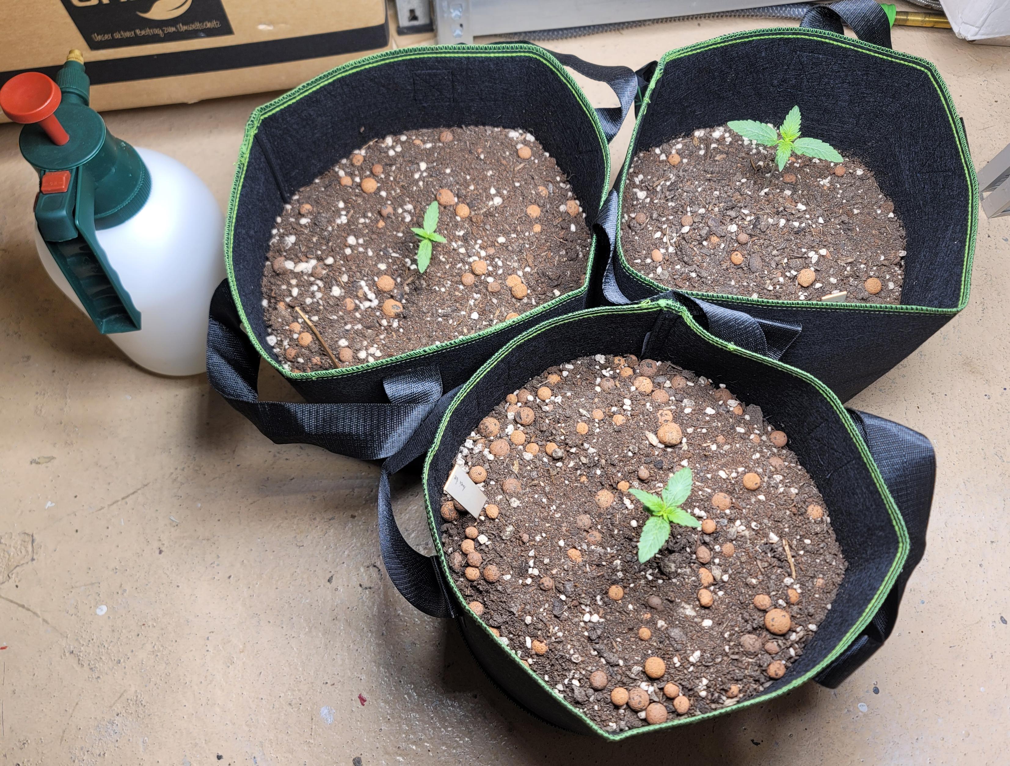 3 small cannabis plants in cotton pots