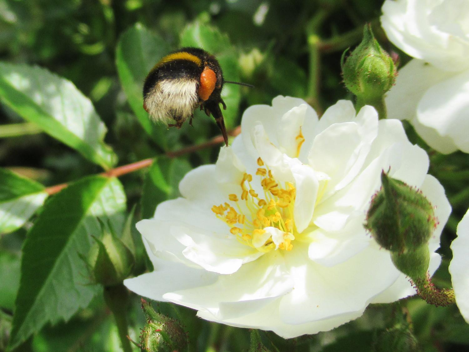 Eine Hummel im Anflug auf die Blüte einer weißen Kletterrose. Gut erkennbar ihr Rüssel und ein Pollenhöschen.