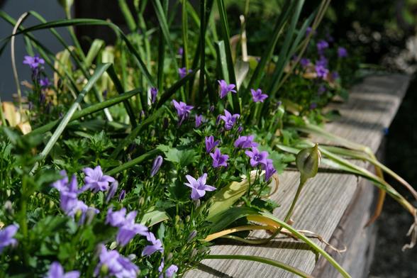 schräg durchs Bild verteilen sich drei Glockenblumenpflanzen, die in hellem, mittlerem und dunklem Lila kleine Blüten haben 