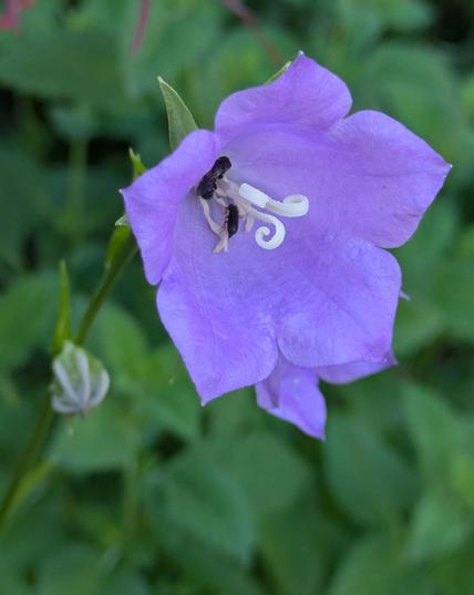 Nahaufnahme einer helllila Glockenblumenblüte mit 2 kleinen schwarzen Insekten drin