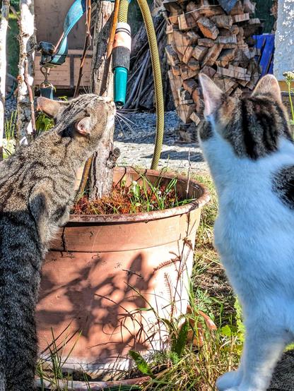 eine graugetigerte Katze steht am Pflanztopf und trinkt fallende Tropfen 