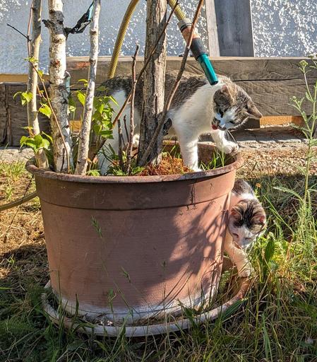 eine weißgetigerte Katze sitzt neben einem tröpfelndem Gartenschlauch und trinkt fallende Tropfen 