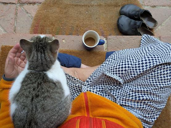 eine weißgetigerte Katze sitzt auf untergeschlagenen Beinen. Eine Kaffeetasse steht davor 