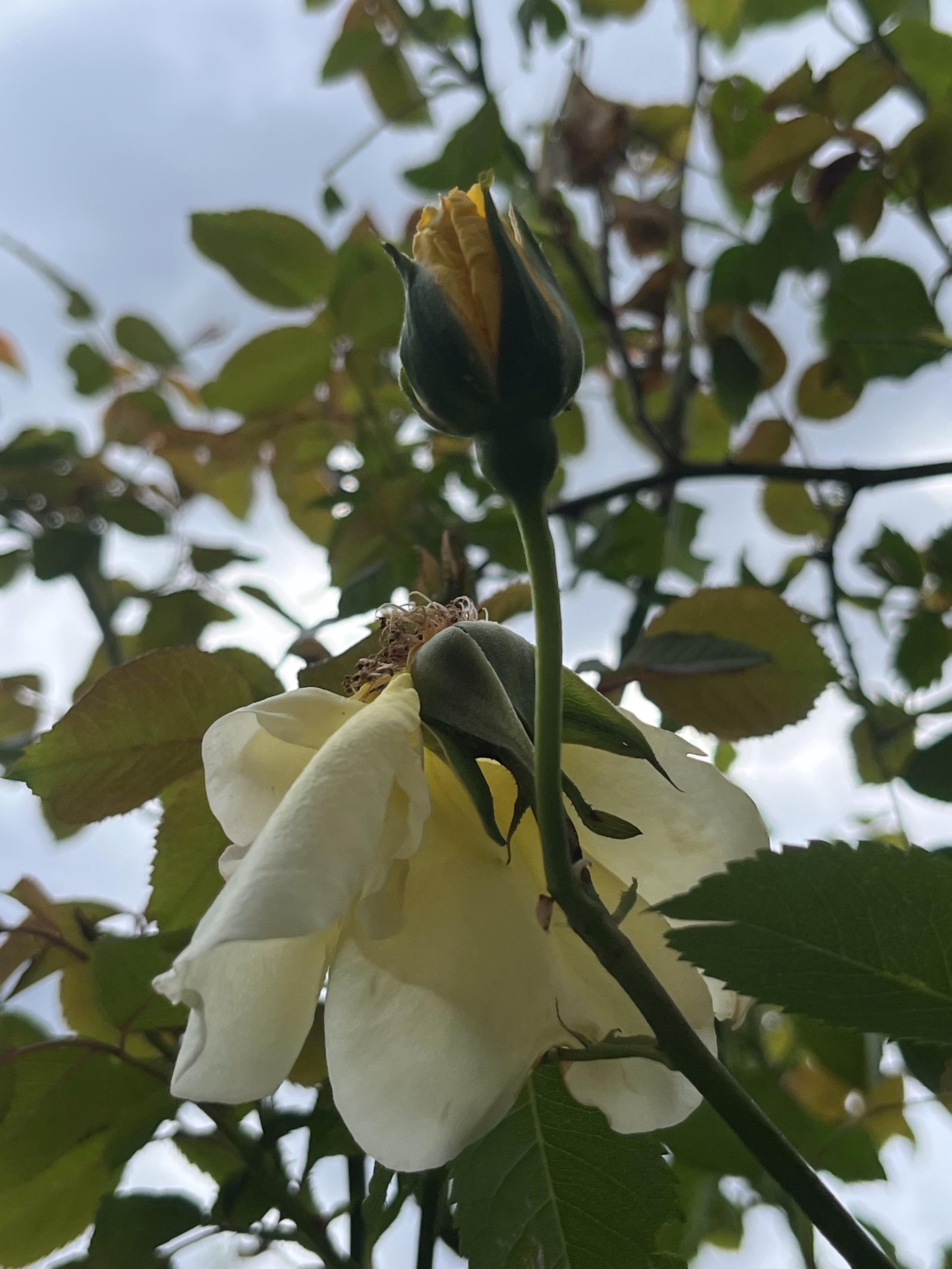 nahaufnahme einer rose. während eine blüte noch als knospe am zweig steht, ist direkt daneben eine blüte bereits verblüht. es fehlen blütenblätter, der blick auf den blütenstempel ist möglich.