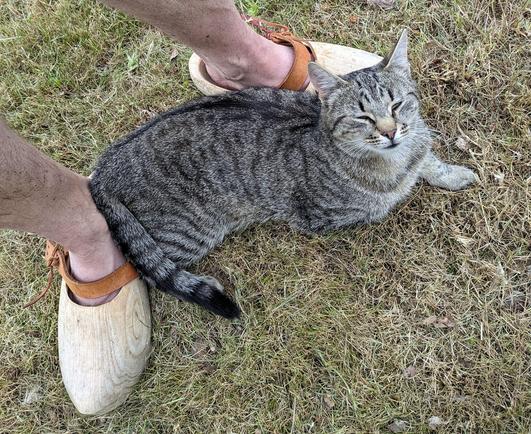 eine graugetigerte Katze liegt zwischen Holzschuhen, in denen nackte Füße stecken