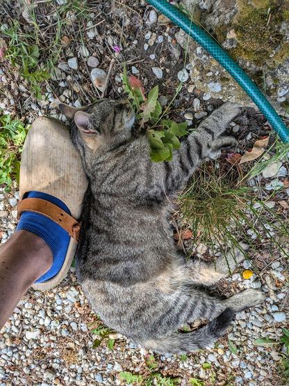 eine graugetigete Katze liegt flach auf der Seite mit dem Rücken an einem Holzschuh, ganz entspannt 