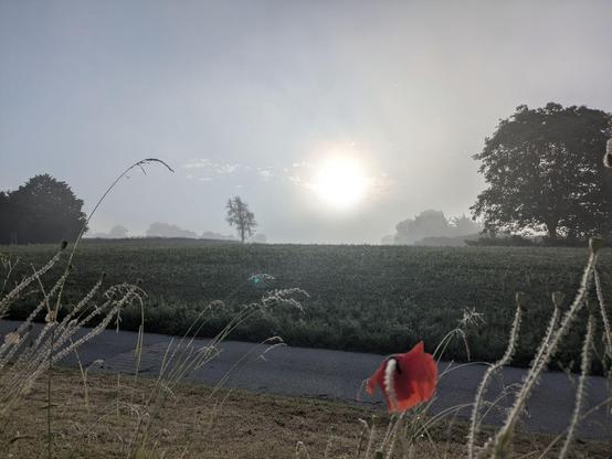 eine bisschen rote Mohnblüte vor hellgrauem nebligem Umfeld nSonne nur als heller Fleck 