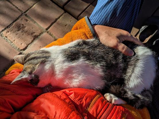 eine weißgraugetigerte Katze schläft im Arm auf dem Schoß 