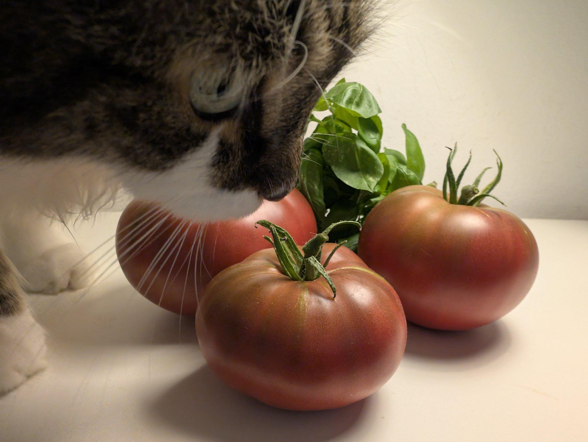 Drei dunkelrote Tomaten und ein Basilikumsträußchen, zum Stillleben drapiert auf weißem, warmen Hintergrund. Ein Katzenkopf ist in die Szenerie geplatzt und links oben im Vordergrund zu sehen.