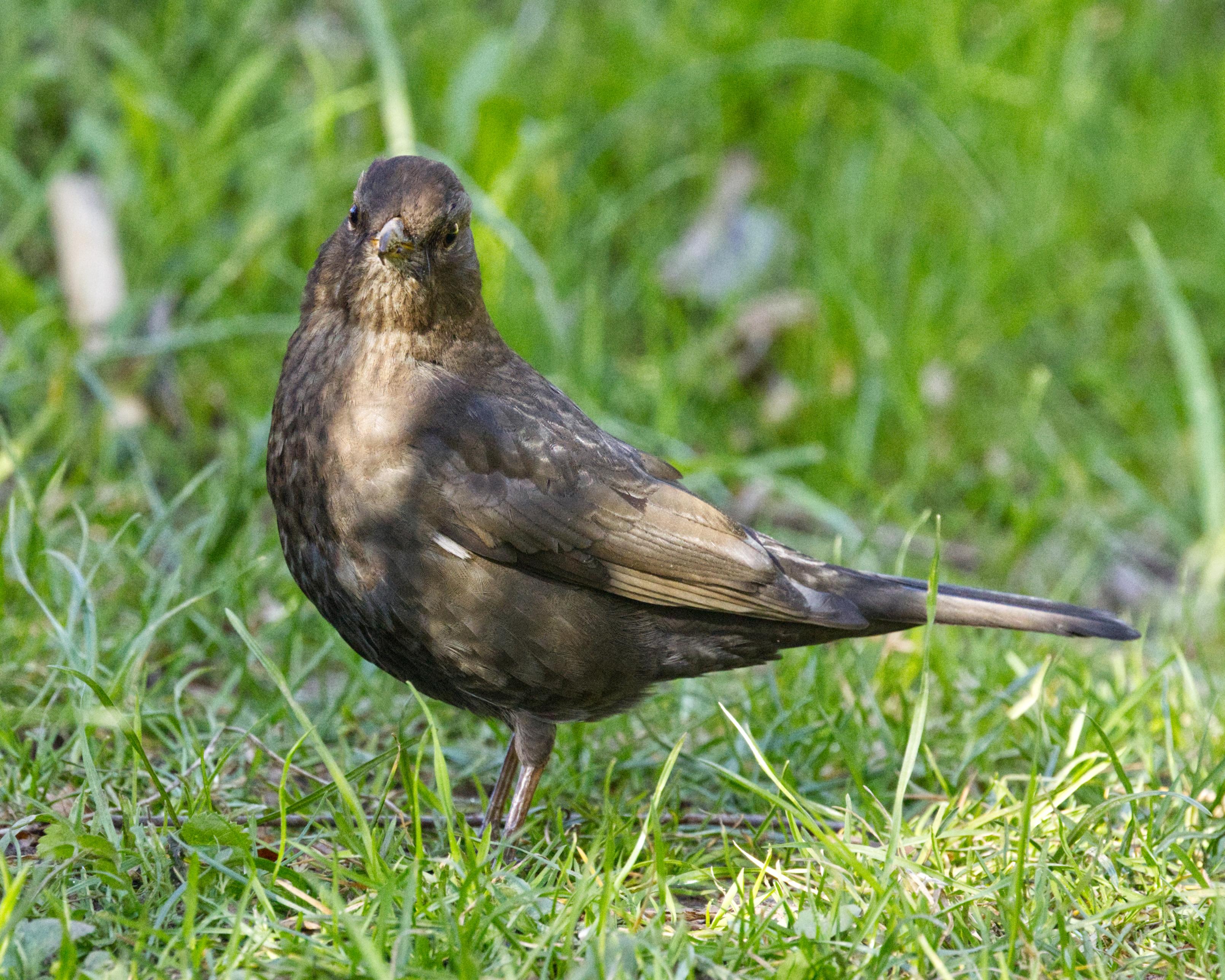 Eine weibliche Amsel (Turdus merula) steht auf einer Rasenfläche. Sie ist im Profil zu sehen, hat aber den Kopf zum Betrachter gedreht.
Die Oberseite des Vogels ist dunkel olivbraun bis olivgrau gefärbt, die Stirn etwas weniger dunkel. Die Färbung der Unterseite ist heller. Kinn und Kehle sind hell schmutziggrau bis rötlichbraun mit dunkler Streifung. Die Brust ist braungrau mit mehr oder weniger deutlichen Sprenkeln. Der Bauch ist graubraun, wobei durch einen hellen Endsaum der Federn ein deutlich geschuppter Eindruck entsteht. Die Schwanzfedern sind dunkel- bis schwarzbraun, Hand- und Armschwingen dunkelbraun mit oliv getönten Außenfahnen.
Der Schnabel ist hell hornfarben.
