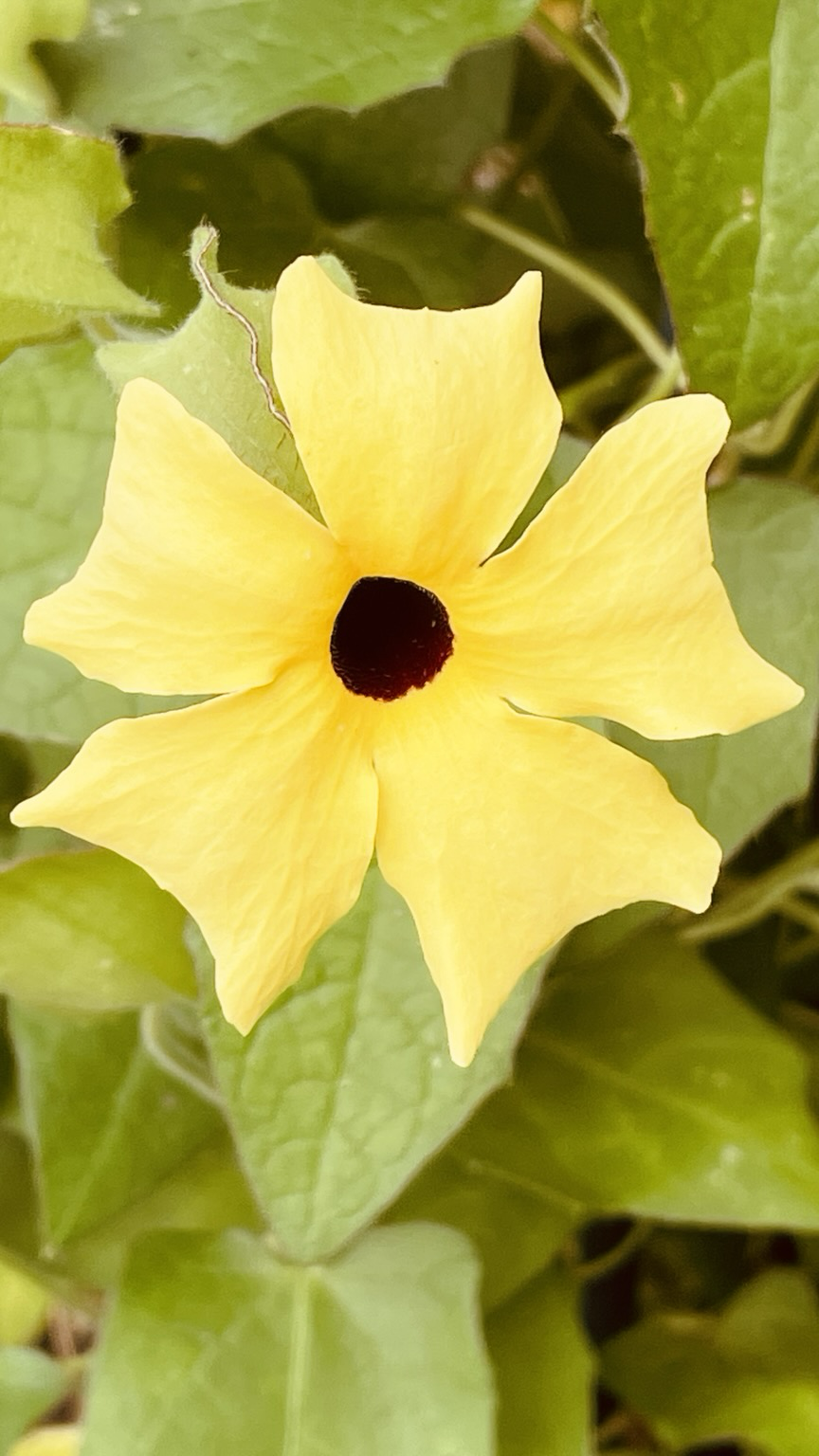 Gelbe Blüte einer Schwarzäugigen Susanne.