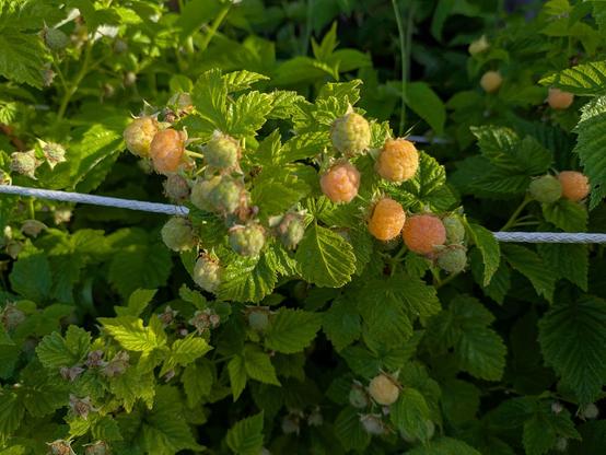 mehrere gelbe Himbeeren an saftig grünen Pflanzen 