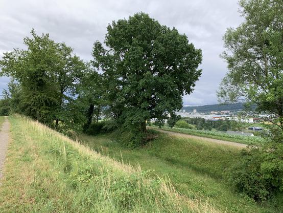 Das Trassee verlief im Einschnitt - im Hintergrund die Industrie von Adlikon und der Altberg