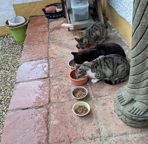 drei Katzen sitzen in einer Reihe an der Wand und fressen.nVor ihnen sind die Steine nass