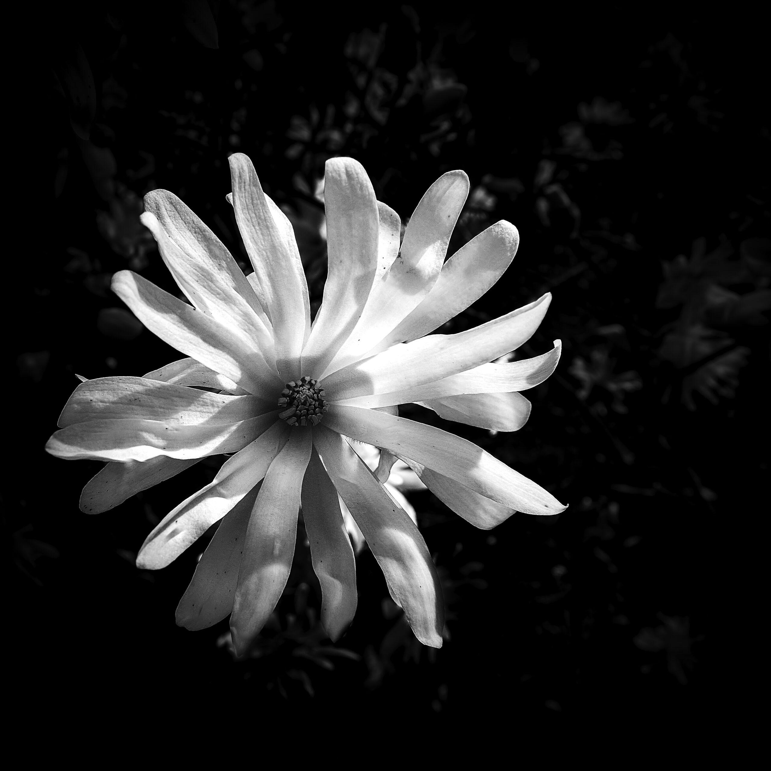Das Bild zeigt eine Schwarz-Weiß-Fotografie einer Stern-Magnolie, erkennbar an den zahlreichen schmalen Blütenblätter.