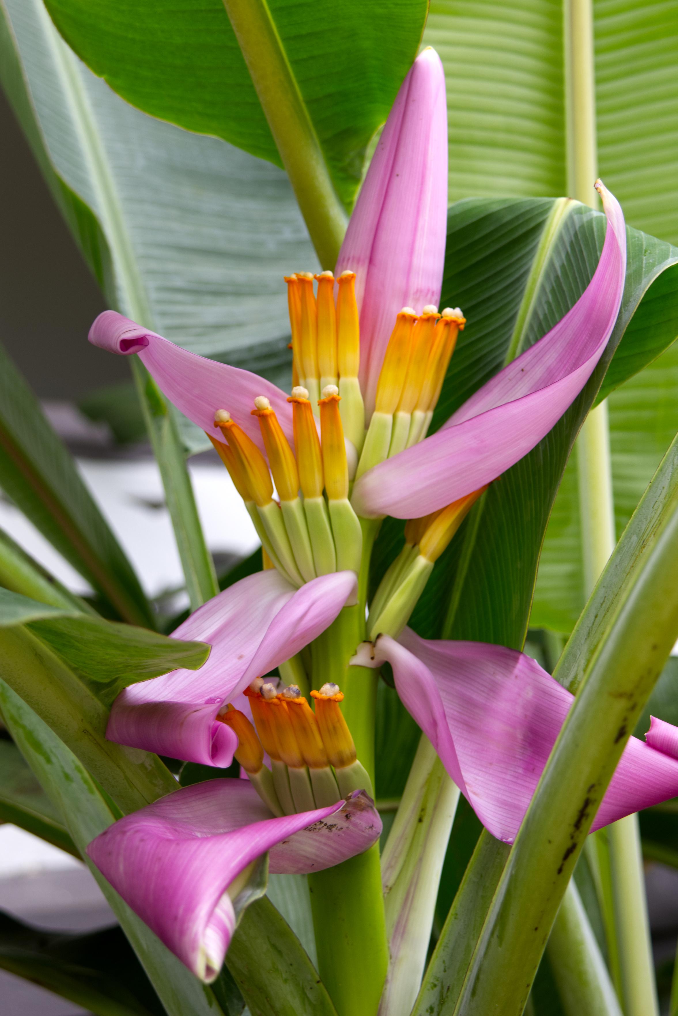 Das Bild zeigt den aufrecht stehenden Blütenstand einer Bananenstaude. Zwischen pinkfarbenen Hochblättern reihen sich Blüten aneinander, die an Hände mit Fingern erinnern. Im Hintergrund Bananenblätter.