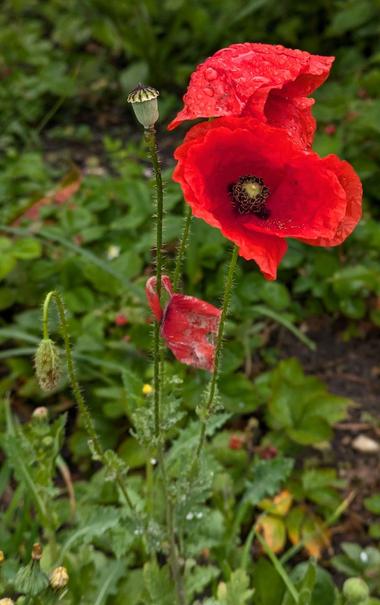 eine rote Mohnblume mit einer geschlossenen Knospe, zwei Blüten und einer Samenkapsel