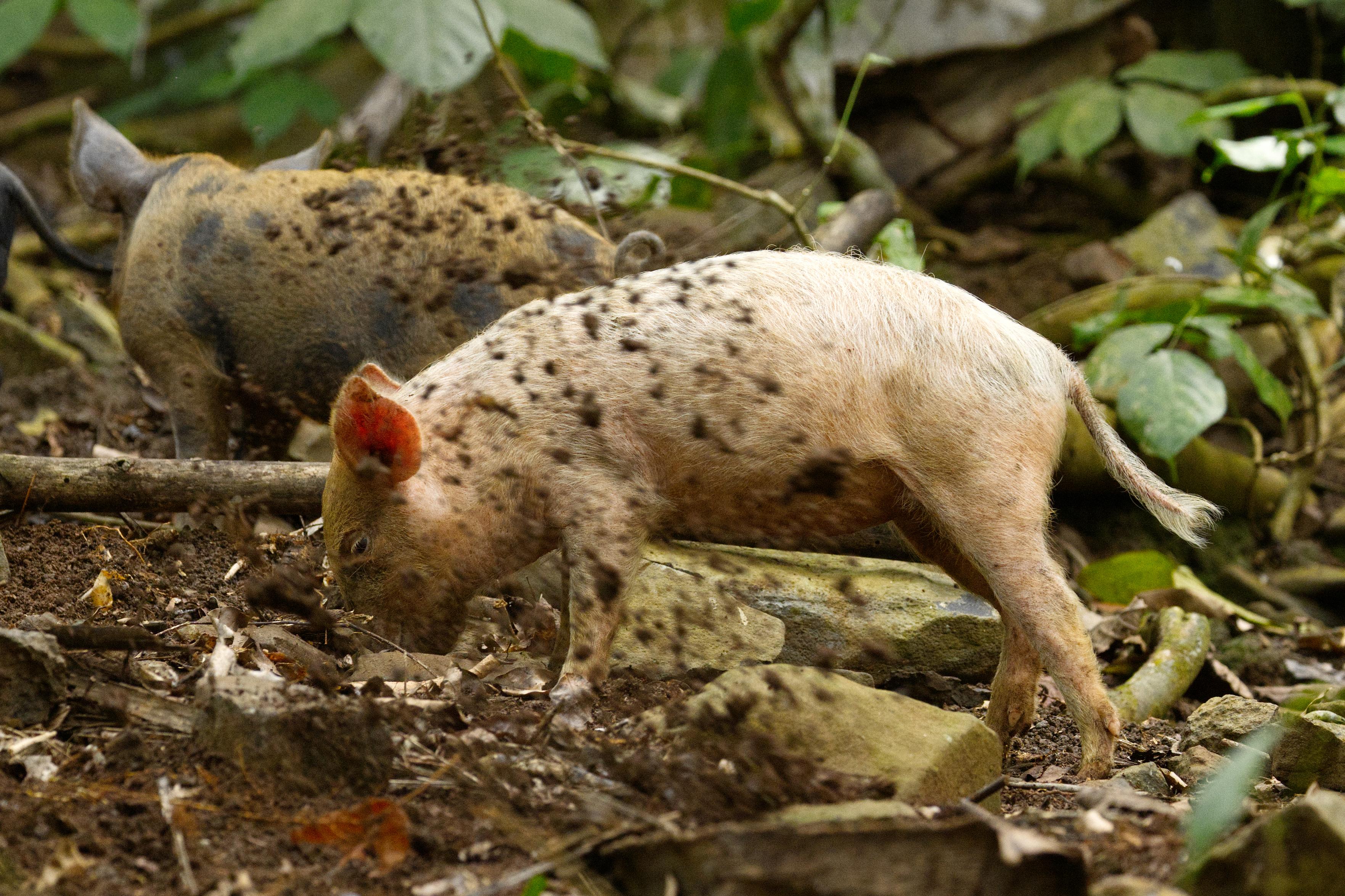 Das Bild zeigt ein zwischen Steinen im Waldboden wühlendes Hausschwein-Ferkel mit heller Haut im Profil. Erde fliegt hoch.
Hinter dem Ferkel ist ein weiteres mit bräunlicher Haut und dunklen Tupfen zu erkennen.
Ganz links im Bild der Schwanz eines schwarzen Ferkels.
Um die Ferkel herum Unterholz.