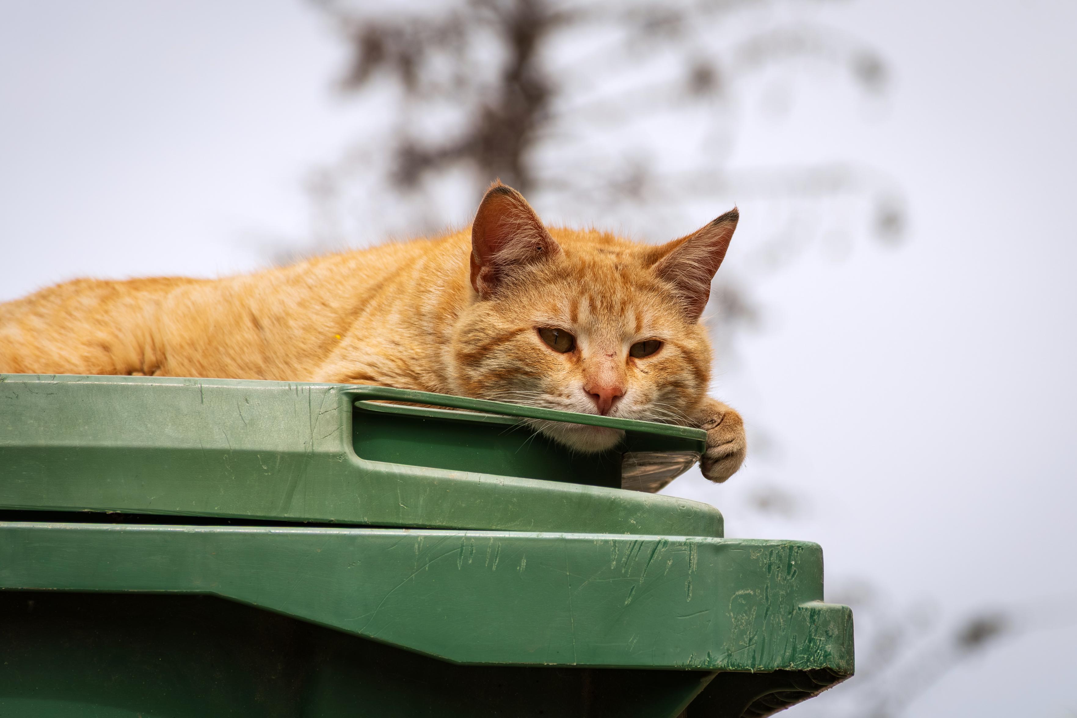 Ein orangefarbener Kater liegt faul auf einem grünen Mülleimer im Freien.

Der Hauptteil des Bildes zeigt ein Foto von einem orangefarbenen Kater, der auf dem Deckel eines grünen Mülleimers liegt. Der Kater hat eine entspannte Haltung, wobei eine Pfote über den Rand des Behälters hängt. Seine Augen sind halb geschlossen, und sein Blick ist träge. Der Hintergrund ist unscharf und zeigt unscheinbare Bäume vor einem hellen Himmel, was auf eine kühle Tageszeit oder eine winterliche Umgebung hindeutet. Die Farben sind gedämpft, mit dem warmen Orange des Fells im Kontrast zum kühlen Grün des Mülleimers und dem blassen Hintergrund.