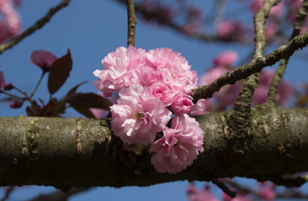 über einen waagerecht durchs Bild führenden Ast hängt eine Japanische Kirschblüte