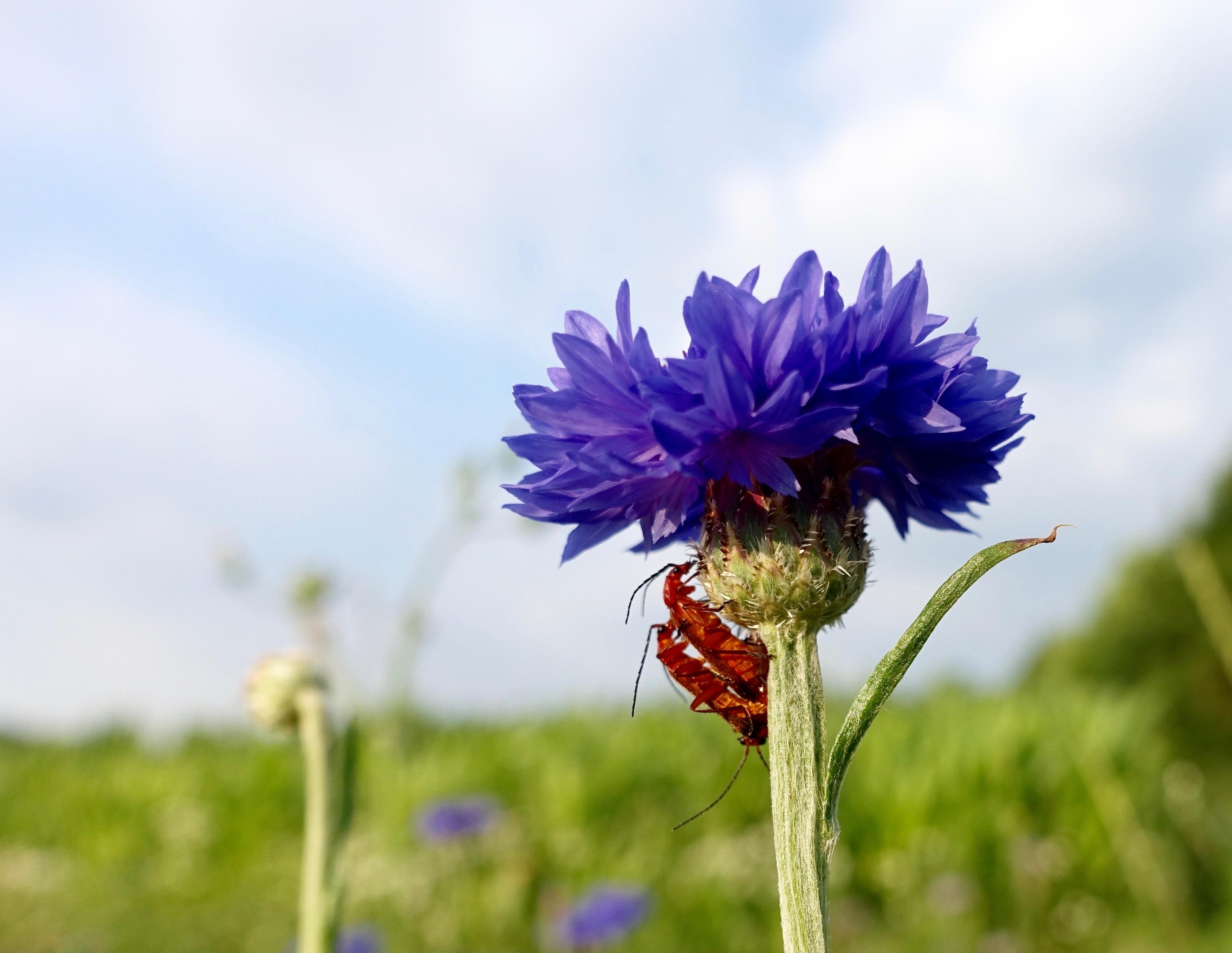 Im Fokus eine blau blühende Kornblume, unter deren Blüte zwei rotbraune Käfer kopulieren. Im Hintergrund verschwommen eine grüne Wiese mit weiteren blauen Tupfern.
