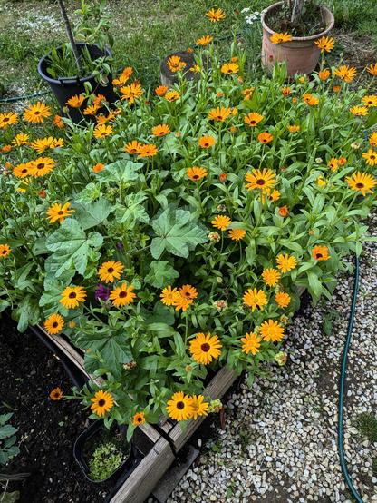 ganz viele orange blühende Ringelblumen 
