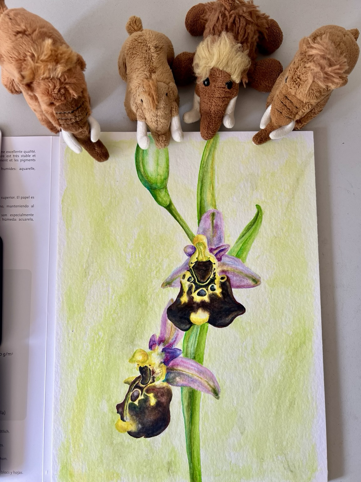 Die vier plüschigen Mammuts mit dem Bild. Eine mit Aquarell gemalte Hummel Ragwurz