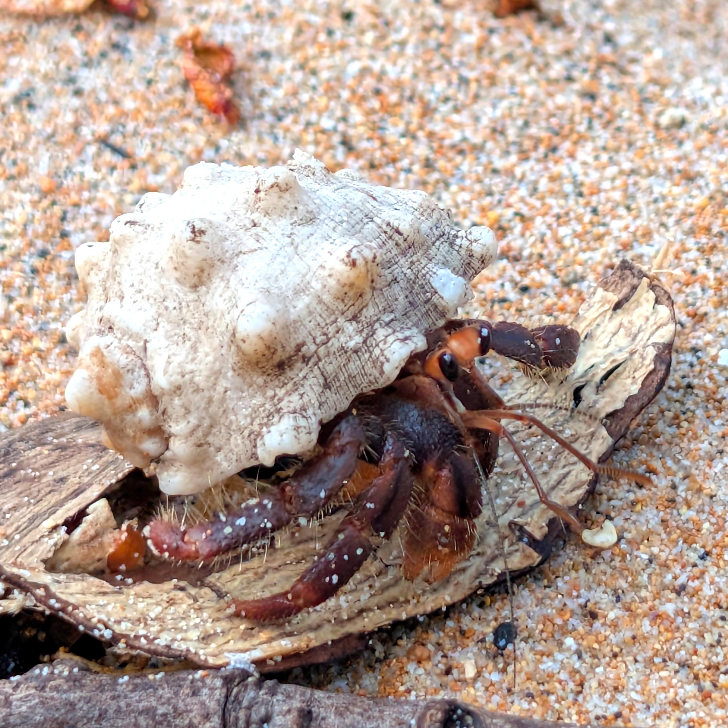 Nahaufnahme eines kleinen rötlichen Landeinsiedlerkrebses, der über Rindenstücke an einem Sandstrand krabbelt. Auf dem Rücken trägt er eine helle Muschel als Schutz.