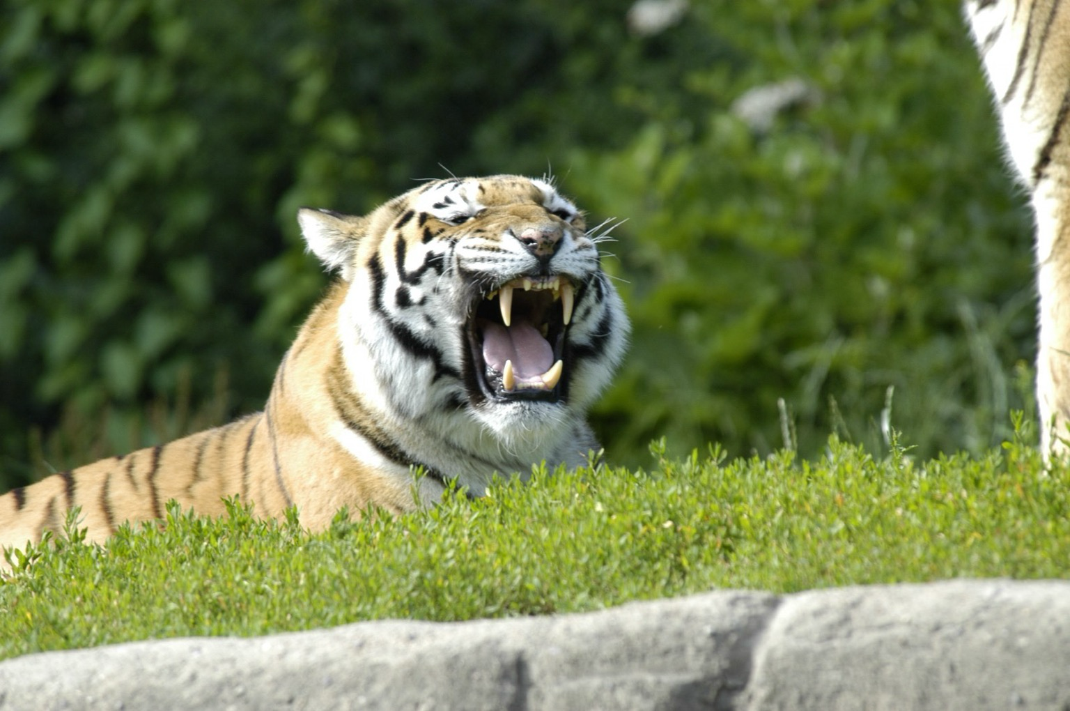 Tiger aus dem Tierpark Hagenbeck Hamburg