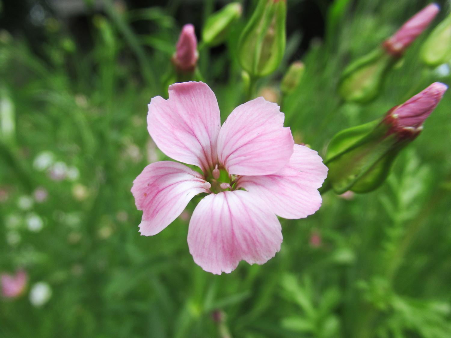 Eine Blüte und drei Knospen der Kuhnelke