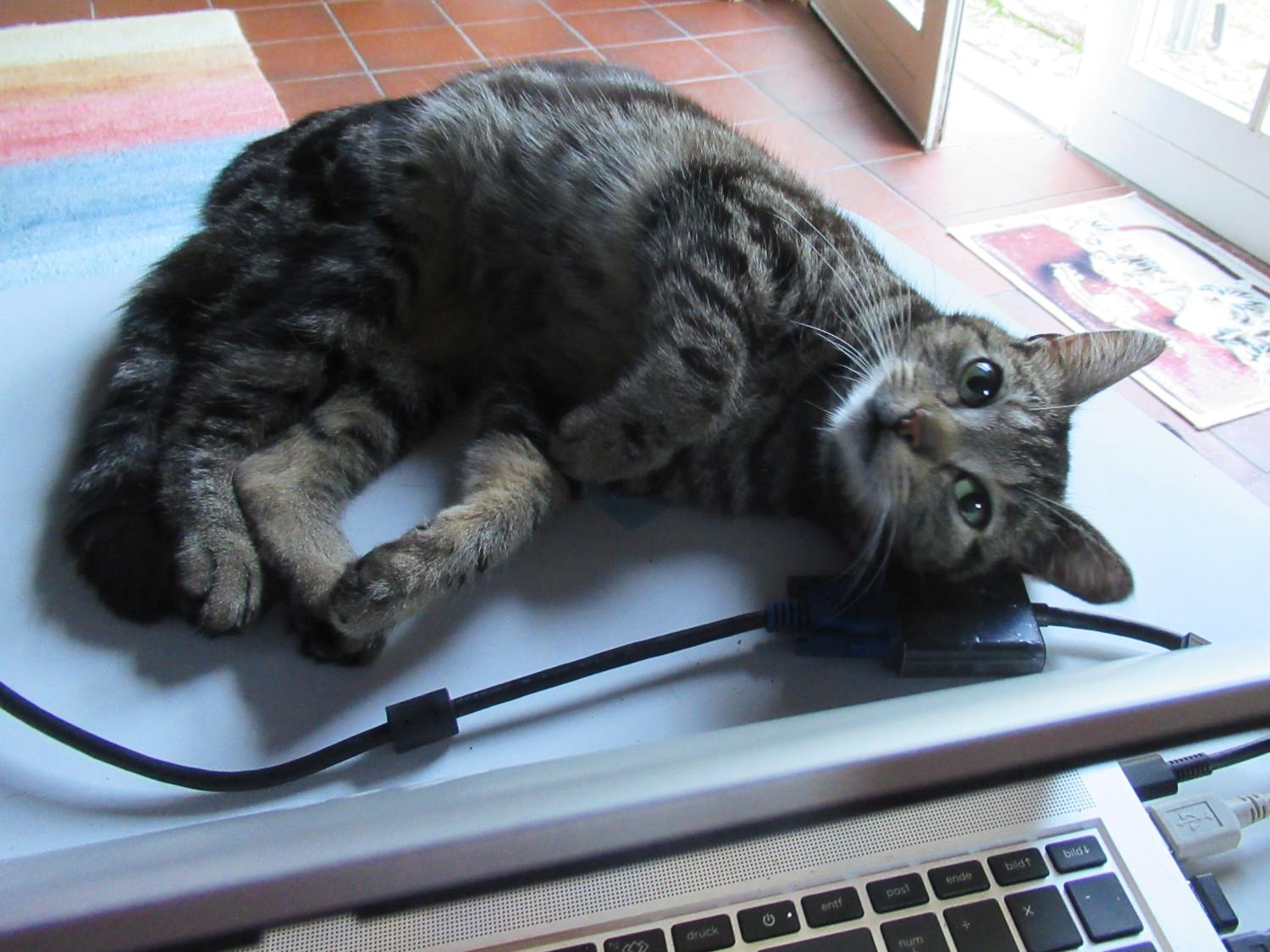 Eine getigerte Katze liegt hinter einem Laptop auf der Seite und guckt groß in Richtung Kamera.
