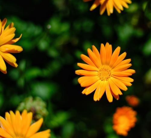 eine komplette orange Ringelblumenblüte von oben, mehrere weitere Blüten am Bildrand oder drunter