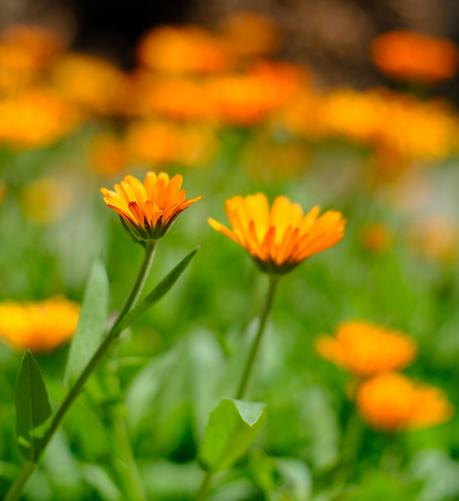 zwei kleine orange Ringelblumenblüten im Vordergrund und viele orange Blüten unscharf im Hintergrund 