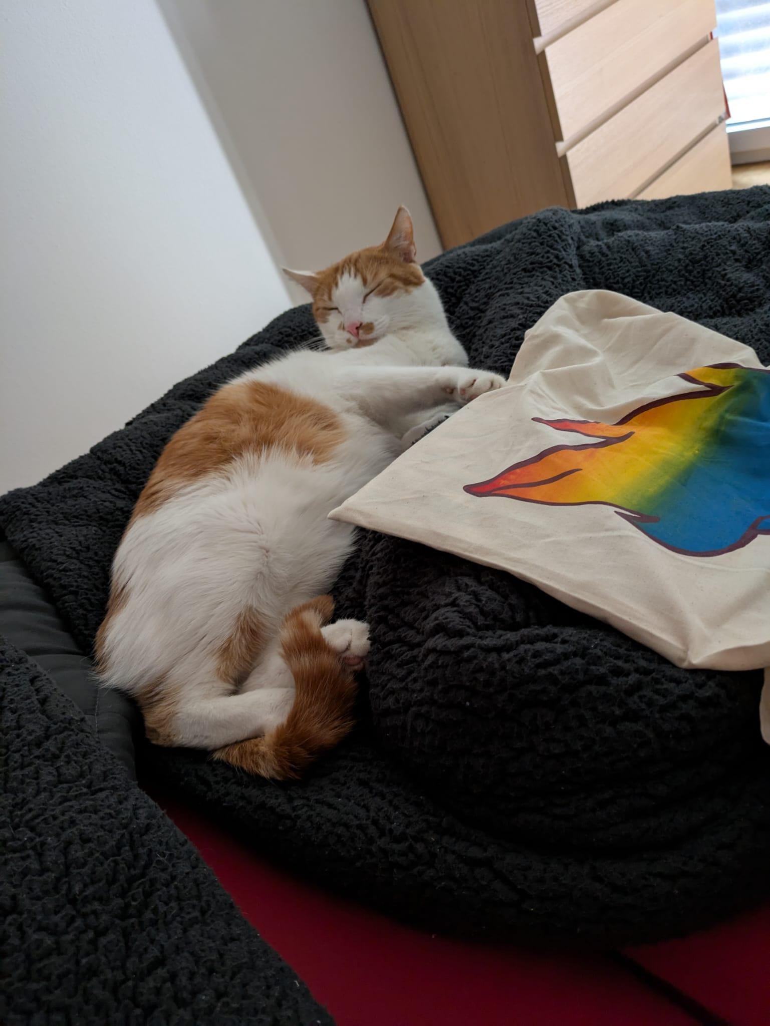 A photo. A cat with a bag featuring a rainbow on it

Ein Foto. Eine Katze mit einer Tasche mit einem Regenbogen darauf