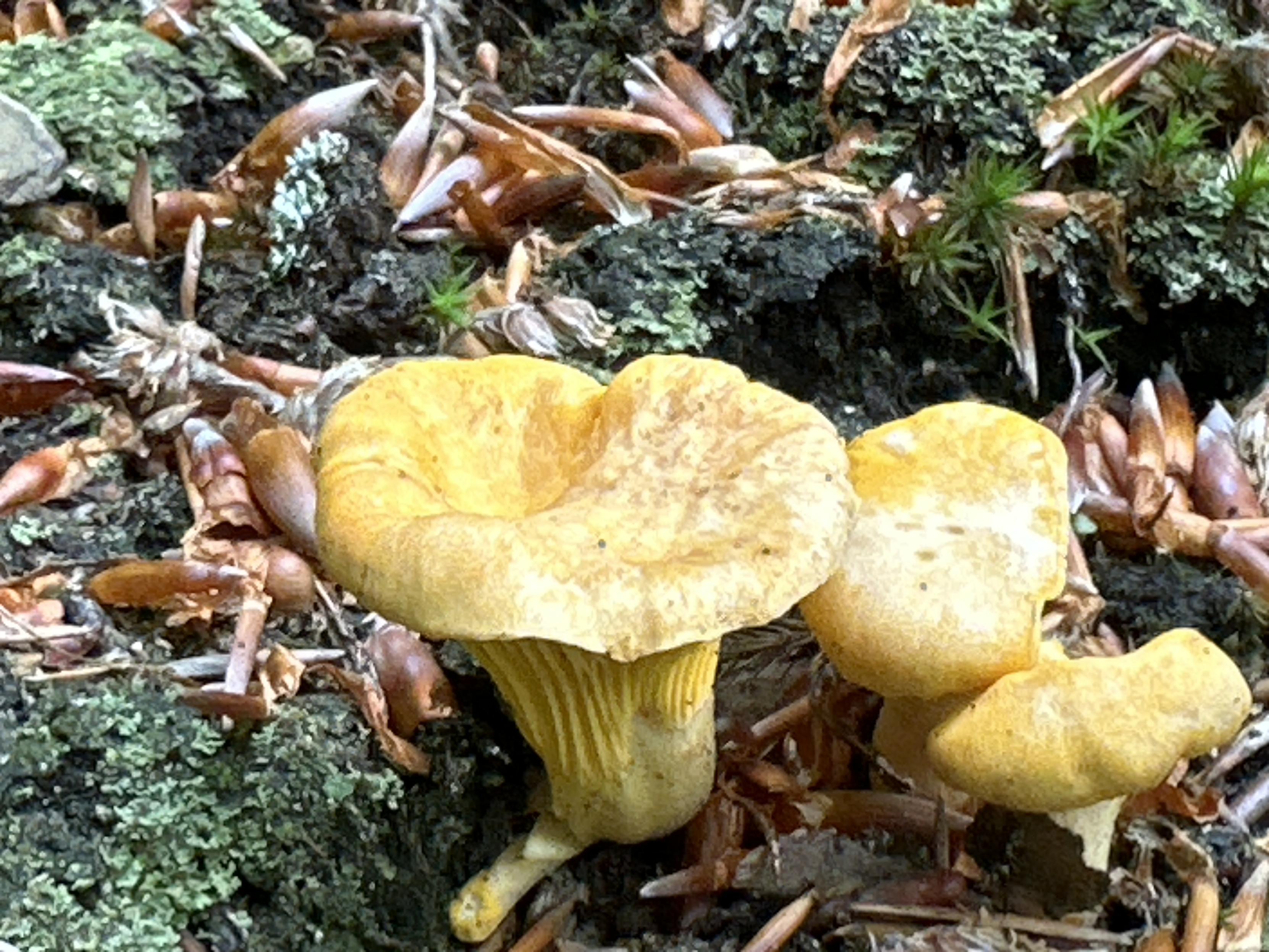 Die ersten Pfifferlinge sind am Start🤗