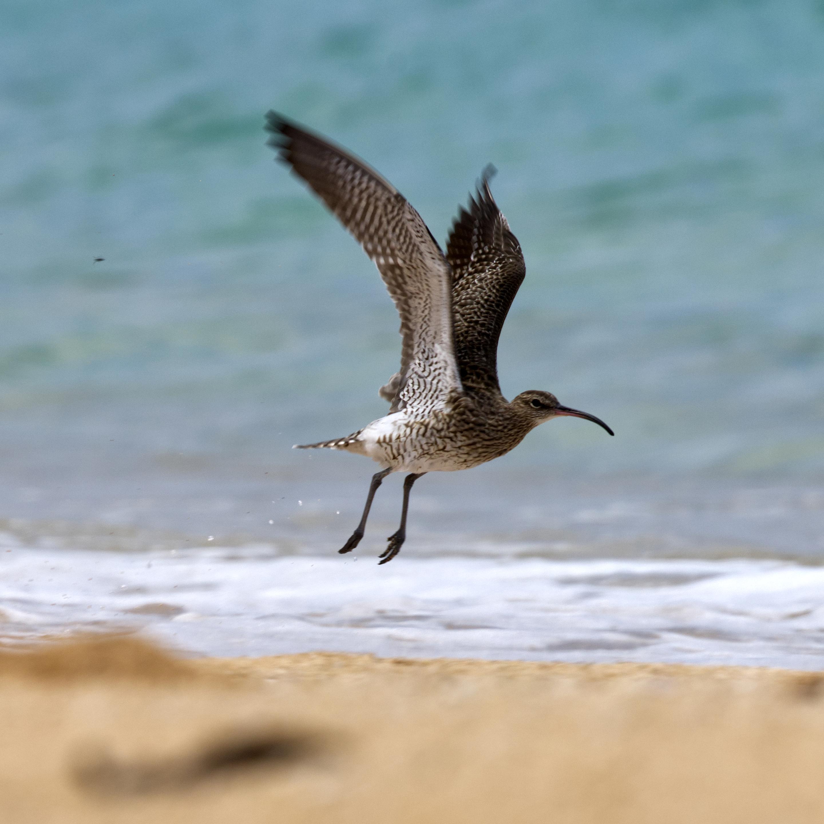 Ein Regenbrachvogel (Numenius phaeopus) fliegt die Wasserlinie eines Sandstrandes entlang. Die Flügel befinden sich gerade über dem Körper. Der Betrachter schaut dicht über den Sand in Richtung Wasser und sieht den Vogel im Profil.
Der Regenbrachvogel erreicht eine Körperlänge von 40 bis 46 Zentimetern. Männchen wiegen zwischen 268 und 550 Gramm. Weibchen erreichen ein Gewicht zwischen 315 und 600 Gramm. Verglichen zu dem sehr ähnlichen Großen Brachvogel hat der Regenbrachvogel verhältnismäßig kürzere Beine und einen kürzeren und gleichmäßiger gekrümmten Schnabel. Der Scheitel ist auffallend dunkelbraun und wird durch eine helle, cremefarbene Mittellinie zweigeteilt. Rücken, Brust und Flanken sind dicht gefleckt. Der Bürzel ist weiß.