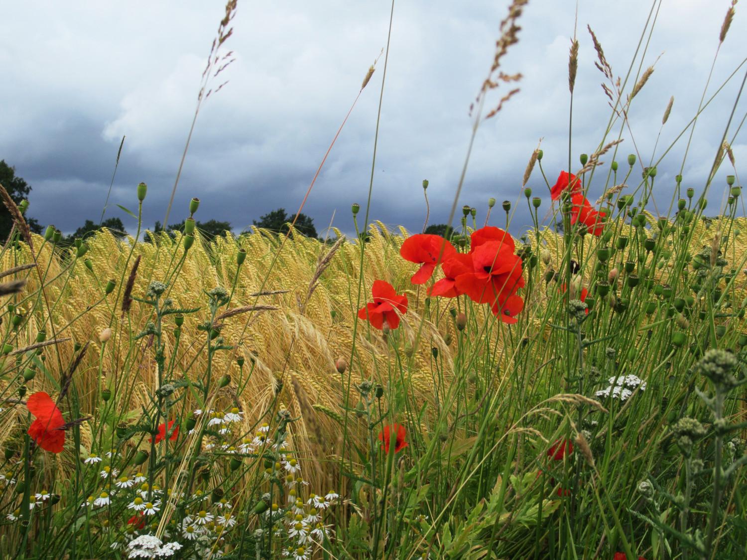 Vor einem Feld mit Wintergerste wachsen Gräser, und blühen Mohnblumen, Kamille und Schafgarbe. Ein paar Baumwipfel hinter dem Feld und bewölkter Himmel darüber.