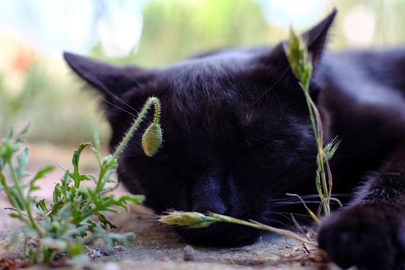 eine kleine Mohnblume mit geschlossener Knospe vor dem schwarzen Kopf einer auf dem Boden liegenden Katze