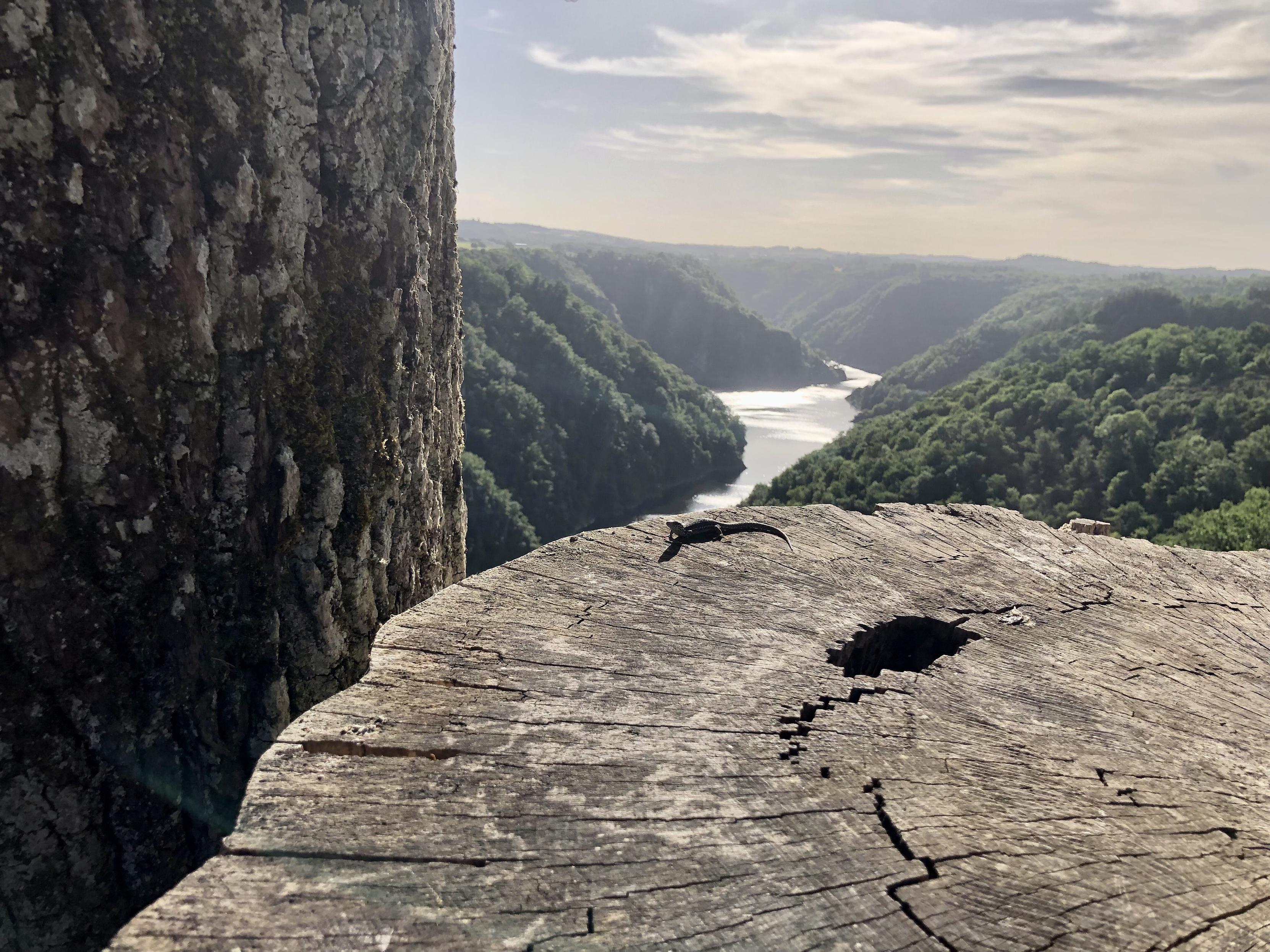 Blick in ein Flusstal. Links im Vordergrund ein Baum. Links daneben eine Baumscheibe an deren oberem Rand eine Eidechse sitzt. Im Hintergrund die Aussicht auf eine grüne, vom Fluss geformte Schlucht. Leicht bewölkter Himmel. Sehr heiß.