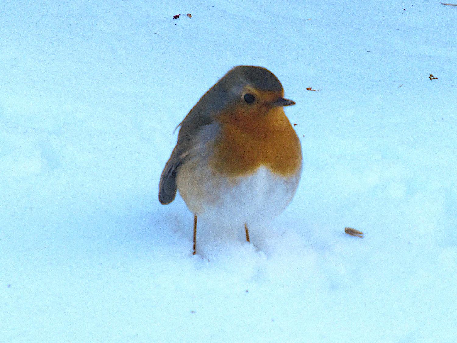Ein Rotkehlchen steht im Schnee.