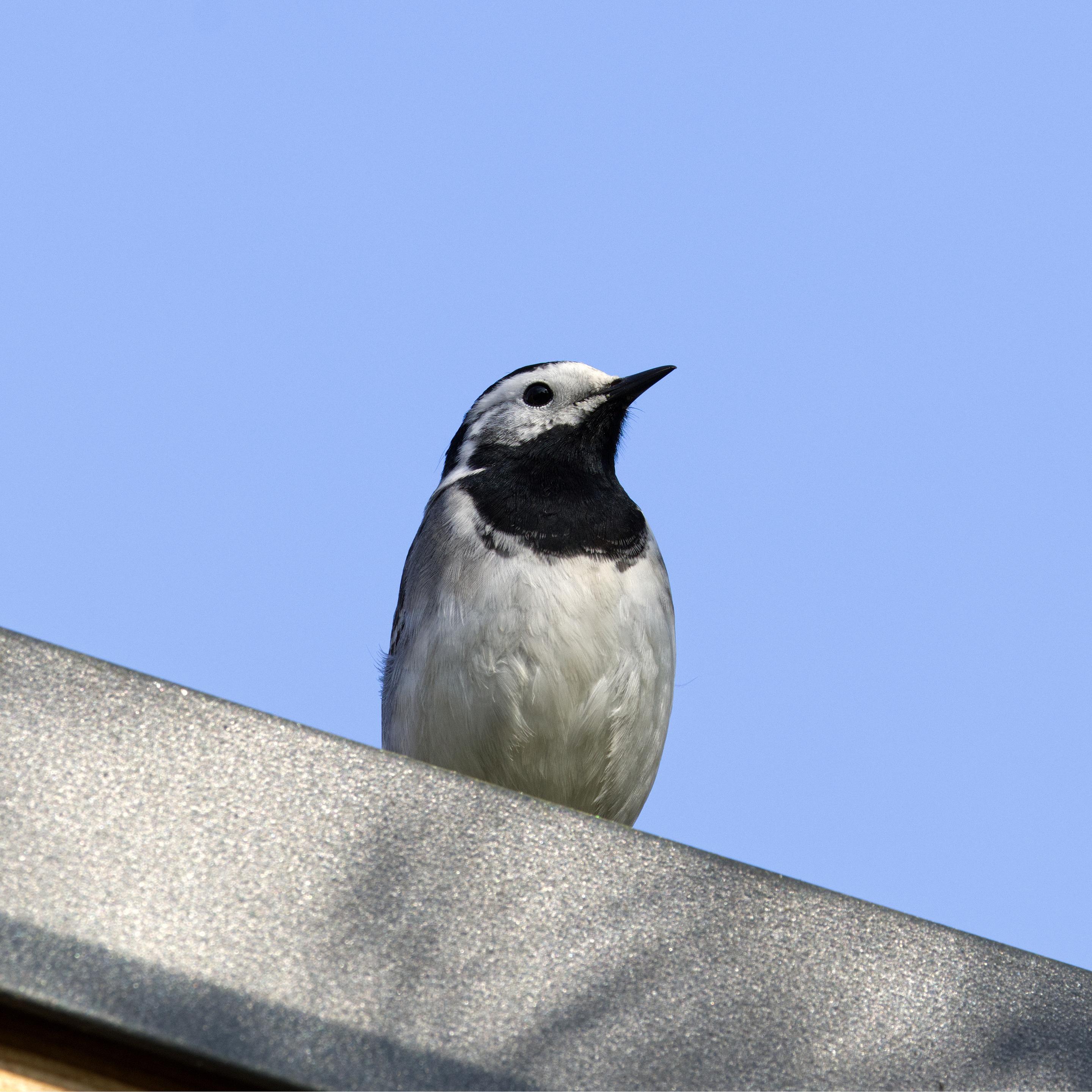 Eine Bachstelze (Motacilla alba) sitzt auf einer Dachkante. Der Betrachter sieht ihren Kopf und den größten Teil des Rumpfes. 
Beim Männchen ist im Brutkleid die Stirn bis auf den mittleren Scheitel weiß wie auch eine Partie oben hinter dem Auge, die Kopf- und die Halsseiten. Hinterer Scheitel und Nacken sind wie Kinn, Kehle und Vorderbrust glänzend schwarz und grenzen sich meist sauber gegen die weißen Gesichtspartien und den grauen Rücken ab. Der Bürzel ist schiefer- bis schwarzgrau wie auch die Oberschwanzdecken, von denen die seitlichen auf der Außenfahne weiß gesäumt sind. Das Grau der Schulterfedern geht an den Brustseiten und den Flanken in das reine Weiß der Unterseite über. Die Unterschwanzdecken sind ebenfalls weiß. Der Schwanz ist glänzend schwarz und zeigt, da die beiden äußeren Federpaare nur an Basis und Innenfahne schwarz sind, breite, weiße Außenkanten. Zudem ist das mittlere Paar Steuerfedern schmal weiß gesäumt. Das Flügelgefieder ist schwarzbraun und trägt weiße bis hellgraue Säume. Die Handschwingen sind wie die Handdecken und der Fittich fein weiß gesäumt. Auf den Armschwingen werden die Außenränder zu den Schirmfedern hin breiter und nehmen auf letzteren einen Großteil der Außenfahne ein. Hier sind sie schmutzig weiß bis hellgrau. Die großen Armdecken sind ebenso gesäumt, die inneren tragen eine ausgedehnt weiße, gestufte Spitze. Die mittleren Armdecken zeigen einen breiten Spitzensaum. Die Unterflügeldecken sind schmutzig weiß.