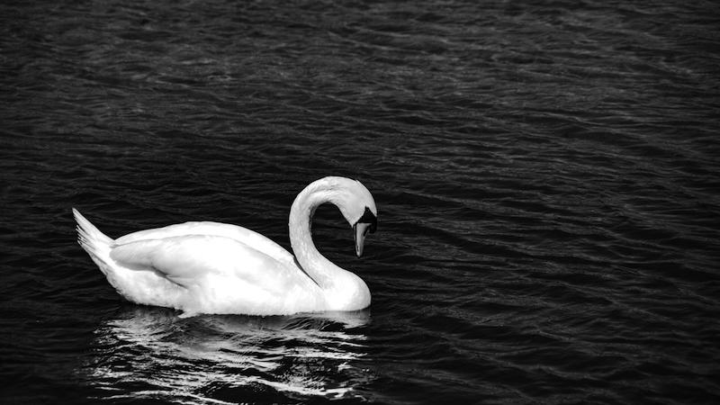 Ein Schwan schwimmt von links nach rechts auf dem Wasser. Sein Kopf ist demütig geneigt. Das Foto ist in Schwarzweiß.