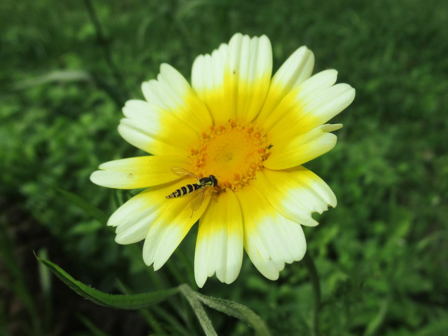 Eine winzige Schwebfliege nascht an einer Blüte der Speisechrysantheme (Kronenwucherblume).