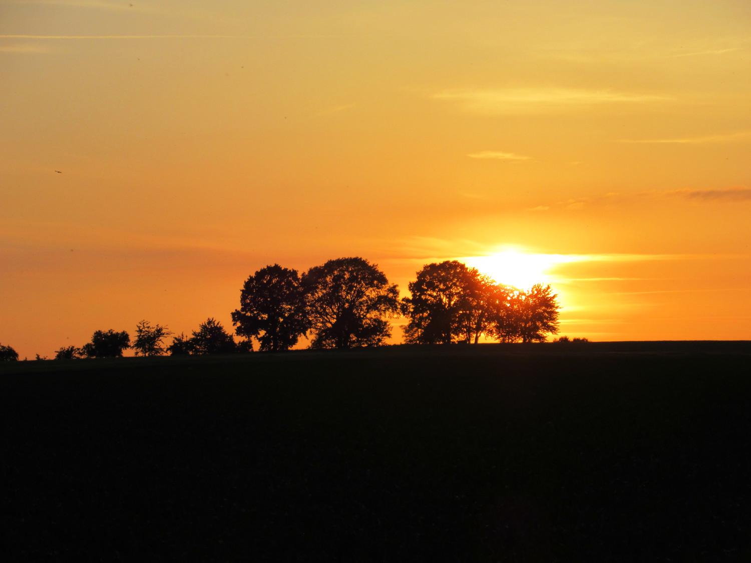 Die Sonne geht hinter Bäumen auf einer Anhöhe unter und färbt den Himmel orange.