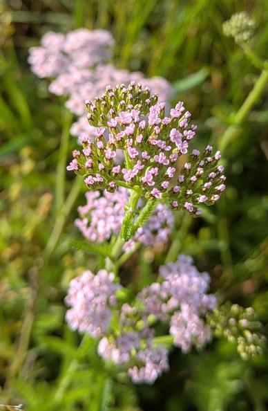 eine scharfe aufblühende rosa Schafgarbe und mehrere unscharfe rosa Blüten davon 