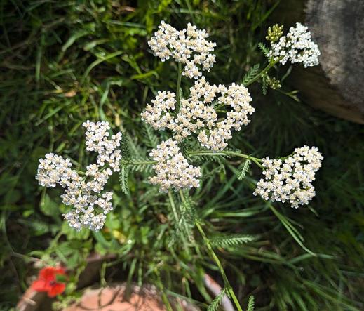 weiß blühende Schafgarbe und eine unscharfe rote einzelne Mohnblüte 