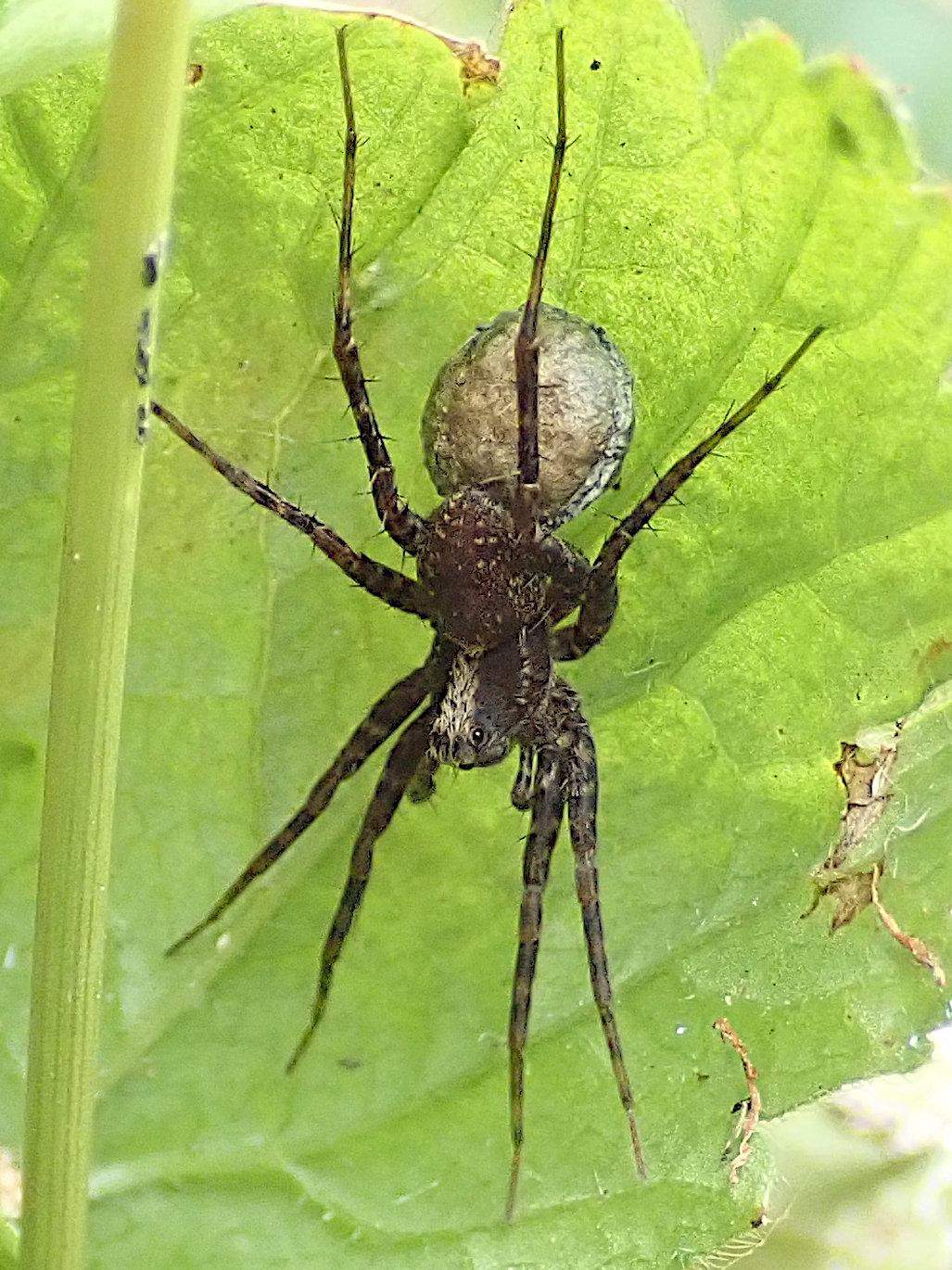 eine dunkelbraune spinne hängt mit dem kopf nach unten an der unterseite eines senkrecht stehenden nesselblattes, neben einem stängel. das licht fällt größtenteils durch das blatt hindurch, was allem einen hellgrünen schimmer verleiht. oben auf dem tellerförmigen vorderkörper hat die spinne einen breiten, nach hinten etwas schmaler werdenden weißen streifen. ihr angehobener hinterleib hat die form eines apfelkerns und ein paar vereinzelte helle kleine punkte im dunkelbraun. unter diesem ist ein schmutzig-weißer eiförmiger kokon, locker doppelt so breit und lang wie ihr hinterleib. die beiden hinteren beine sind angewinkelt, um über diesen kokon zu gehen, während alle 4 vorderbeine gerade gestreckt und flach auf dem blatt aufliegend nach vorne gehen. in einem der hauptaugen blitzt ein lichtreflex, das wirkt als blicke die spinne skeptisch in die kamera