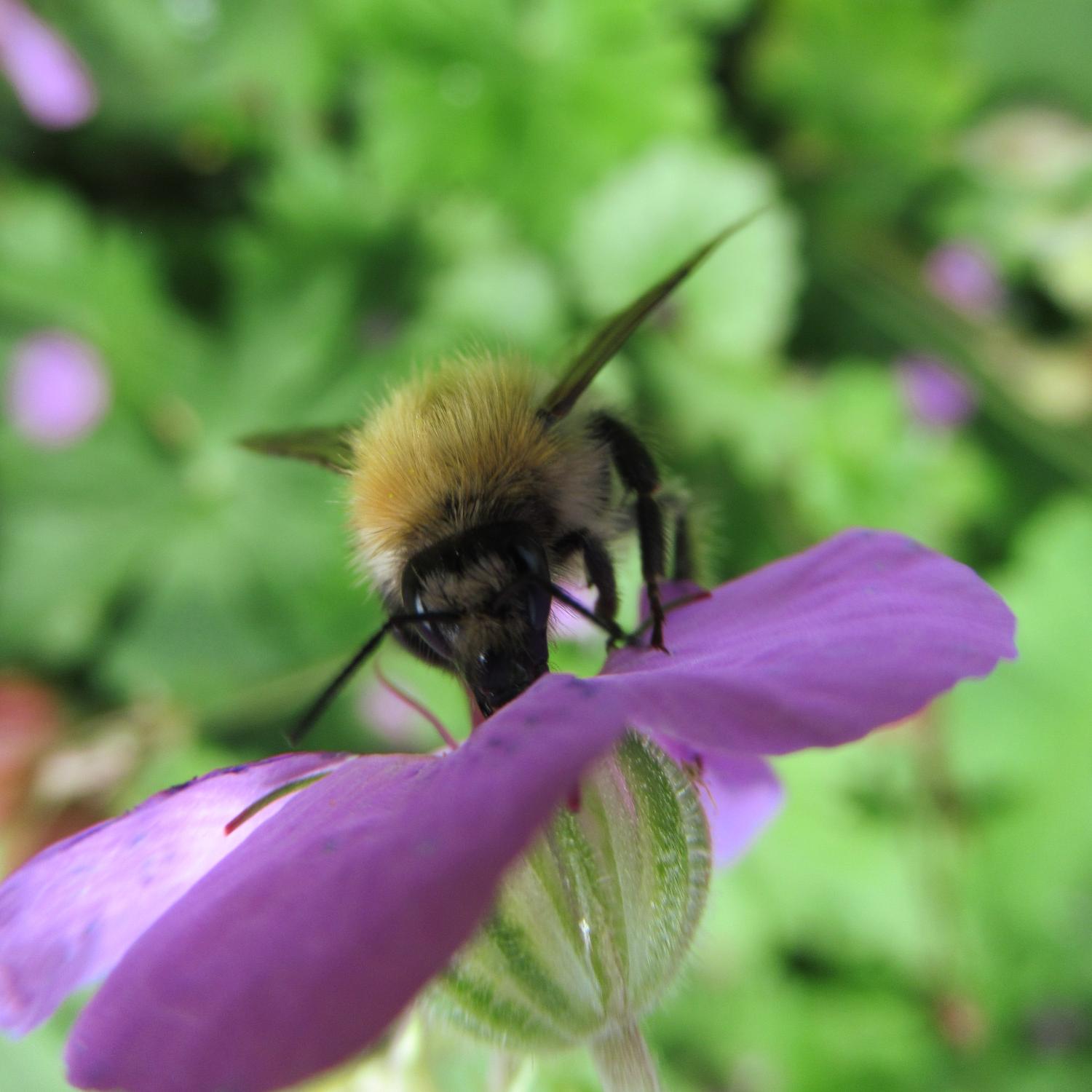 Eine Ackerhummel von vorne, die den Rüssel tief in eine Blüte vom Storchschnabel steckt