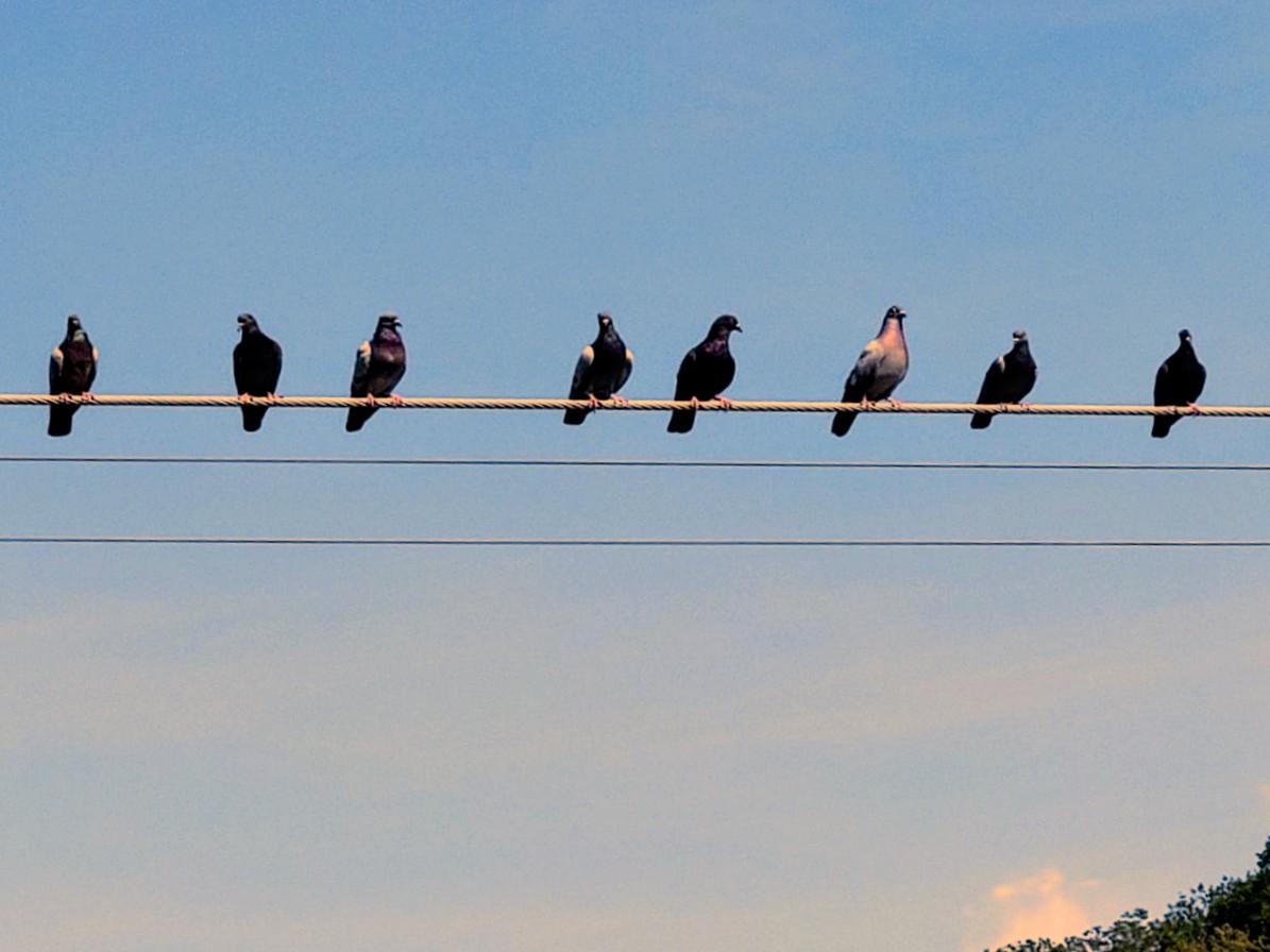 Acht Stadttauben sitzen aufgereiht auf einer Stromleitung vor einem blauen Himmel.