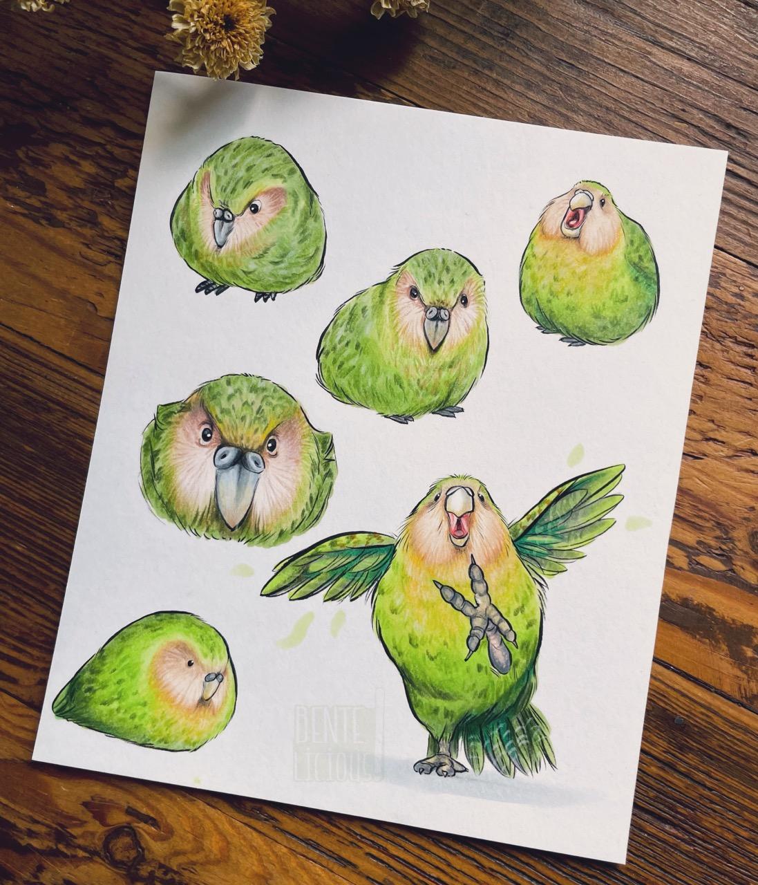 Eine ca DIN a6 große Seite mit sechs verschiedenen Illustrationen von Kākāpōs in unterschiedlichen Posen, fast alle davon wütend